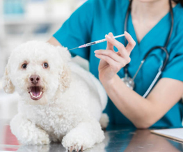 dog vaccinations in Durham