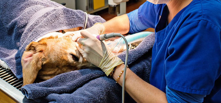Stratham animal hospital veterinary operation
