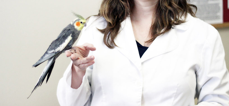 bird regular veterinary hospital in Hanover clinic