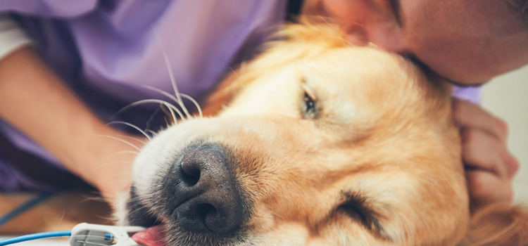 Dog Euthanasia Drugs procedure in Amherst