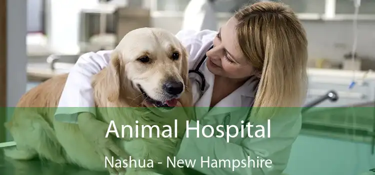 Animal Hospital Nashua - New Hampshire