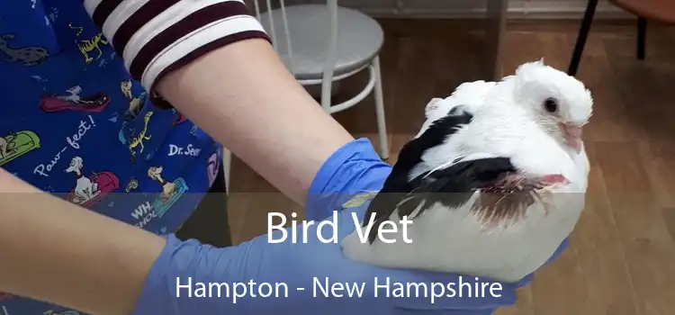 Bird Vet Hampton - New Hampshire