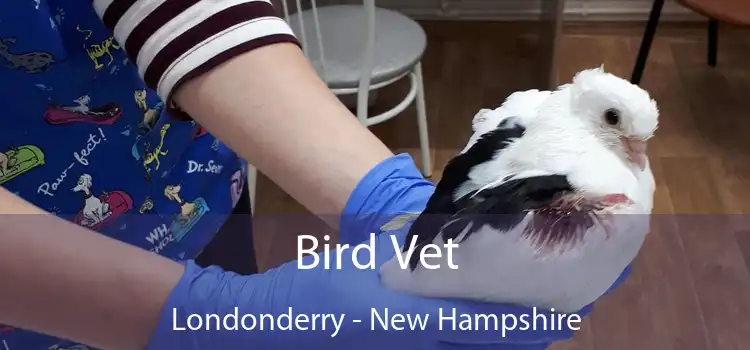 Bird Vet Londonderry - New Hampshire