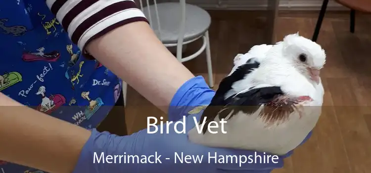 Bird Vet Merrimack - New Hampshire