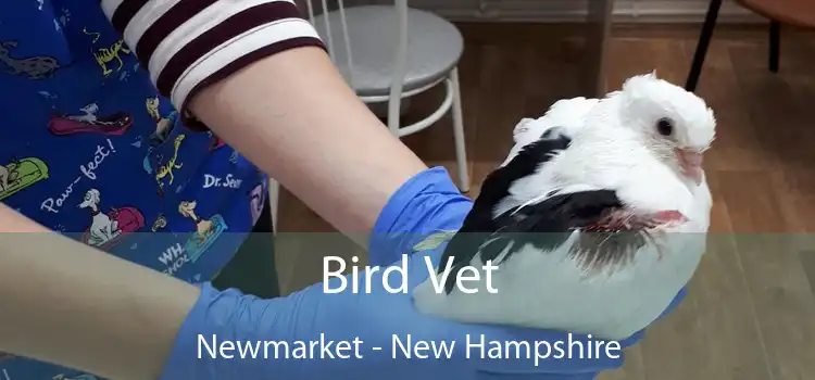 Bird Vet Newmarket - New Hampshire