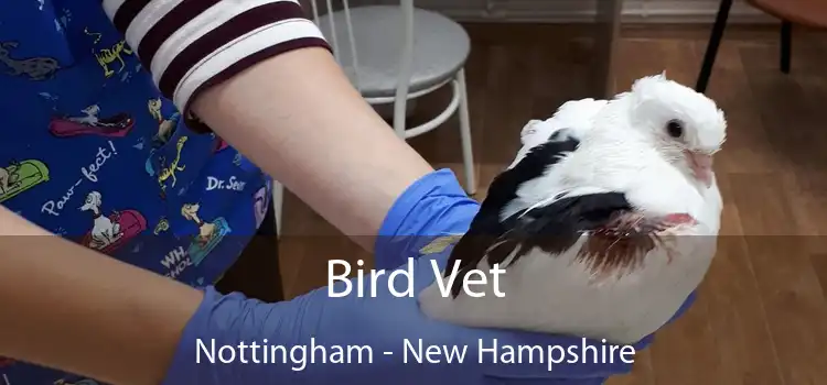 Bird Vet Nottingham - New Hampshire