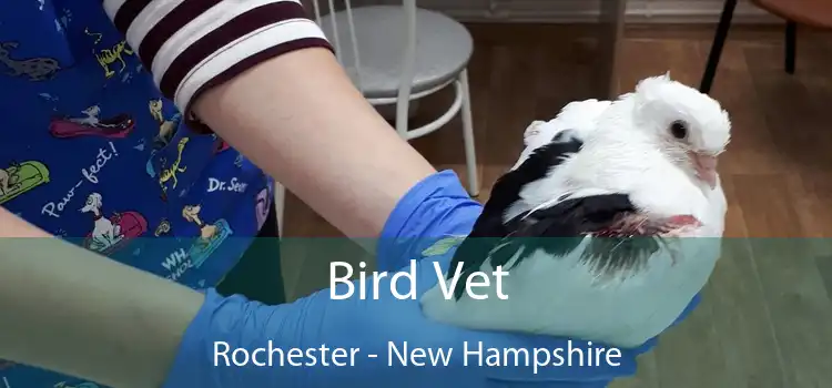 Bird Vet Rochester - New Hampshire