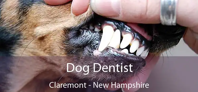 Dog Dentist Claremont - New Hampshire