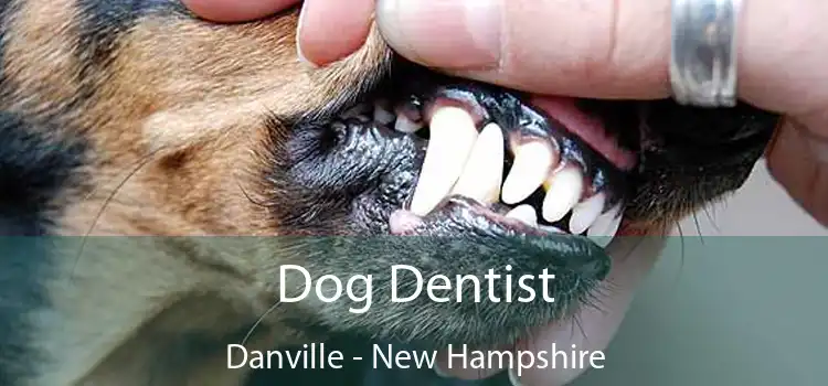 Dog Dentist Danville - New Hampshire