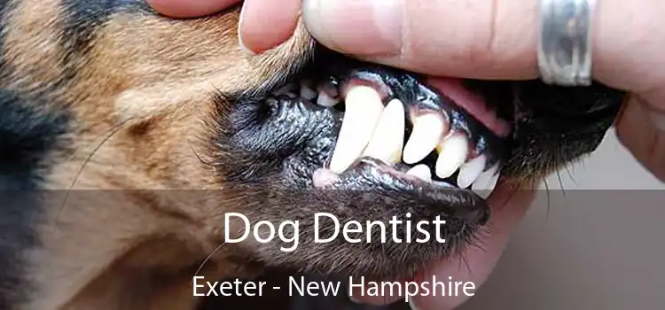 Dog Dentist Exeter - New Hampshire