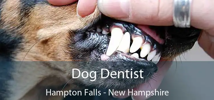 Dog Dentist Hampton Falls - New Hampshire