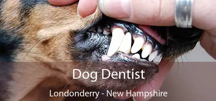 Dog Dentist Londonderry - New Hampshire