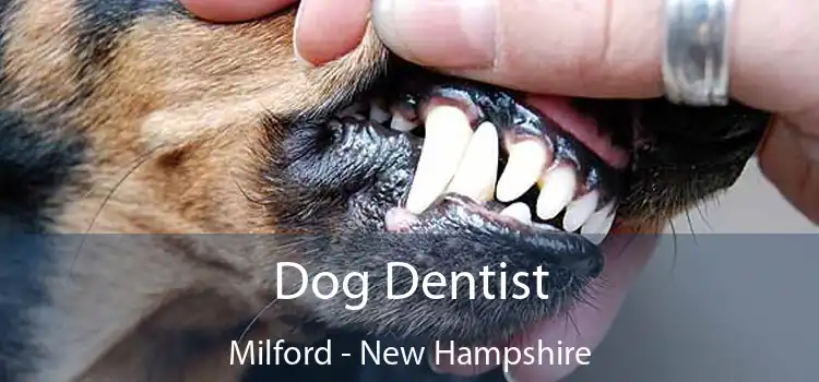 Dog Dentist Milford - New Hampshire