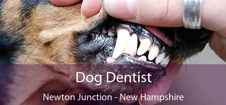 Dog Dentist Newton Junction - New Hampshire