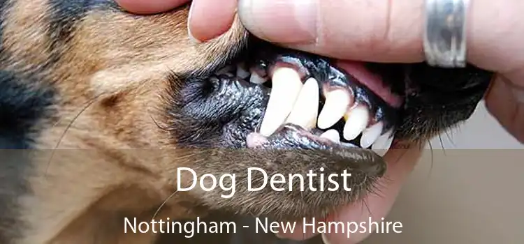 Dog Dentist Nottingham - New Hampshire