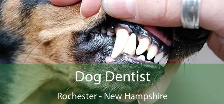 Dog Dentist Rochester - New Hampshire