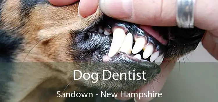 Dog Dentist Sandown - New Hampshire