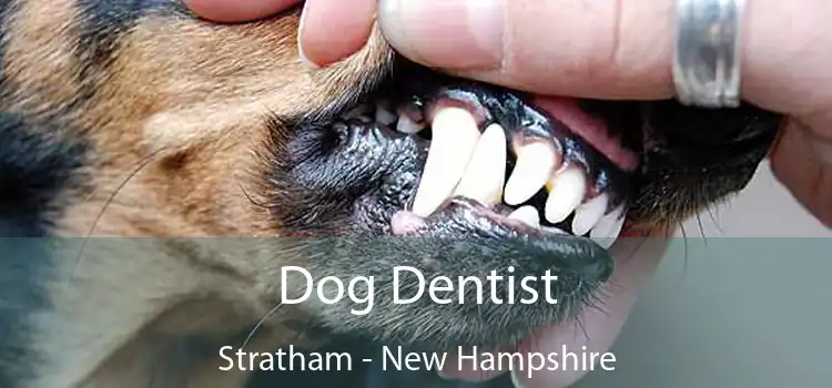 Dog Dentist Stratham - New Hampshire