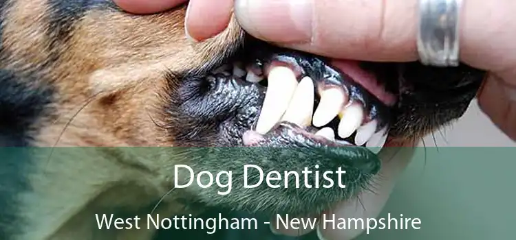 Dog Dentist West Nottingham - New Hampshire