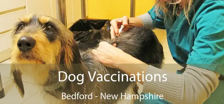 Dog Vaccinations Bedford - New Hampshire