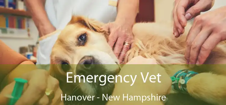 Emergency Vet Hanover - New Hampshire