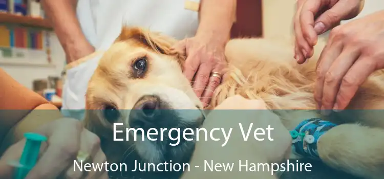 Emergency Vet Newton Junction - New Hampshire