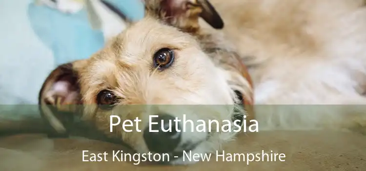 Pet Euthanasia East Kingston - New Hampshire