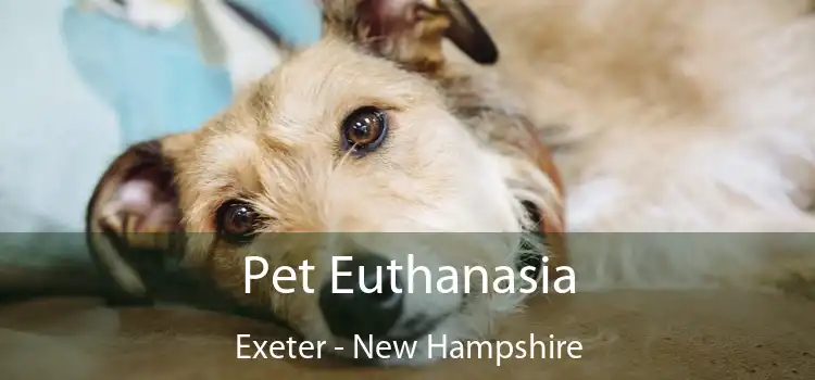 Pet Euthanasia Exeter - New Hampshire