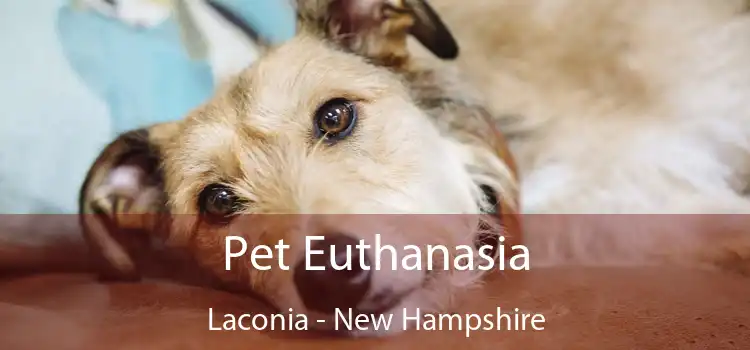 Pet Euthanasia Laconia - New Hampshire