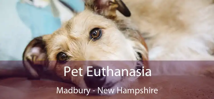 Pet Euthanasia Madbury - New Hampshire