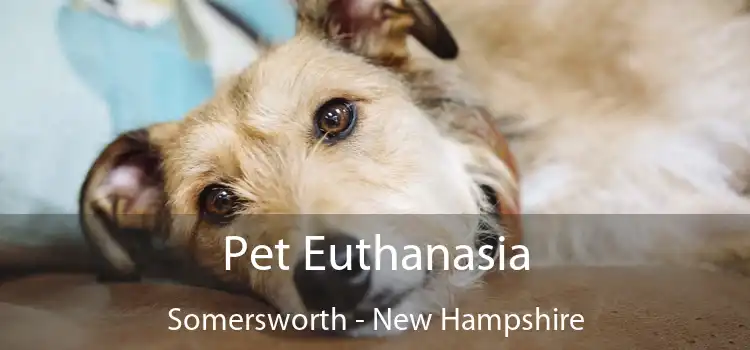 Pet Euthanasia Somersworth - New Hampshire