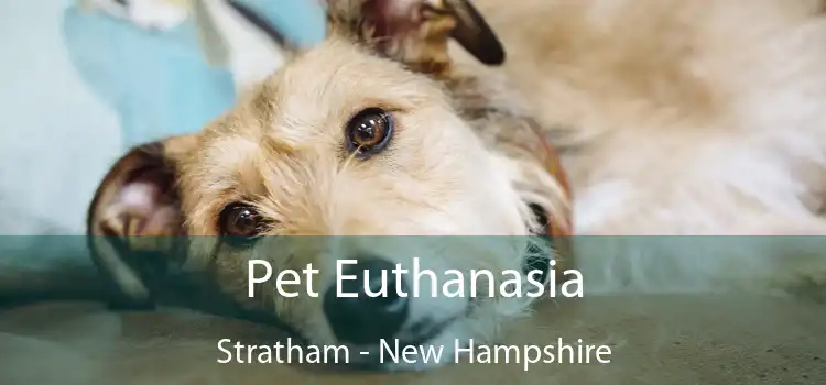 Pet Euthanasia Stratham - New Hampshire