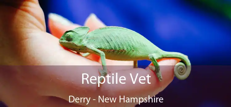 Reptile Vet Derry - New Hampshire