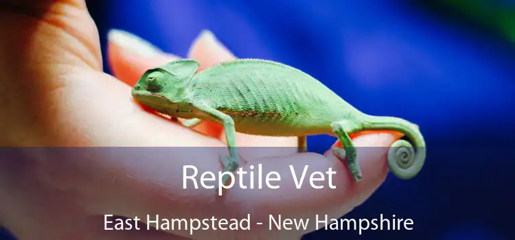 Reptile Vet East Hampstead - New Hampshire