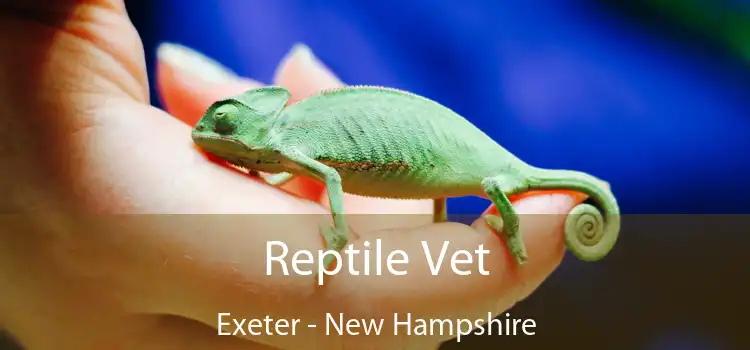 Reptile Vet Exeter - New Hampshire