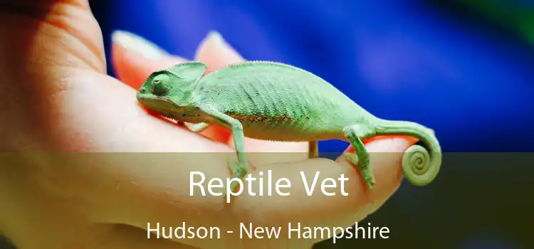 Reptile Vet Hudson - New Hampshire