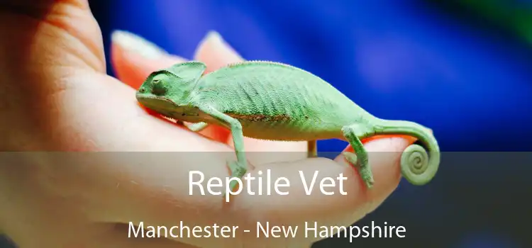 Reptile Vet Manchester - New Hampshire