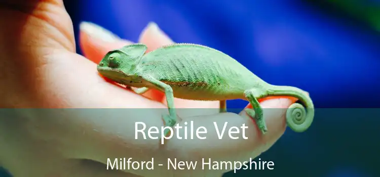 Reptile Vet Milford - New Hampshire