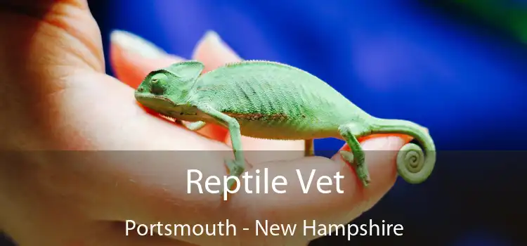 Reptile Vet Portsmouth - New Hampshire