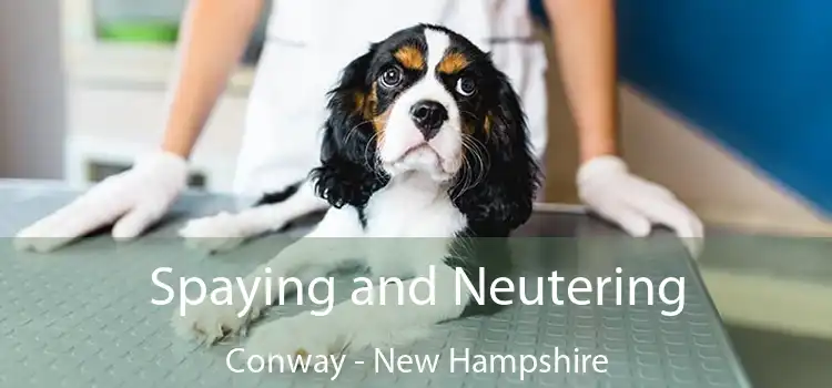 Spaying and Neutering Conway - New Hampshire