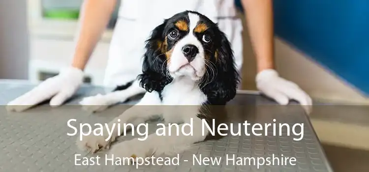 Spaying and Neutering East Hampstead - New Hampshire