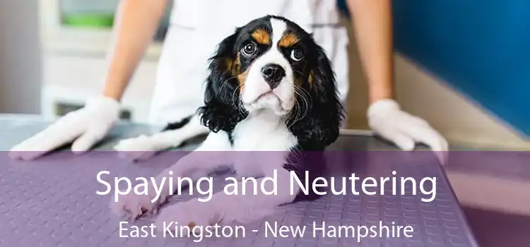 Spaying and Neutering East Kingston - New Hampshire