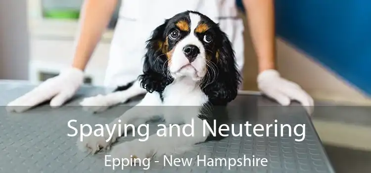 Spaying and Neutering Epping - New Hampshire