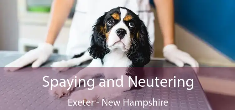 Spaying and Neutering Exeter - New Hampshire