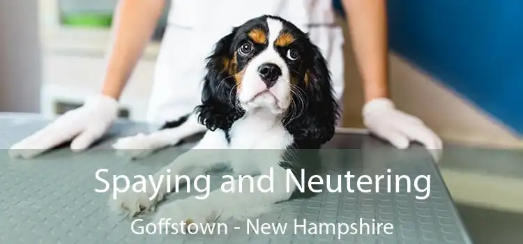 Spaying and Neutering Goffstown - New Hampshire