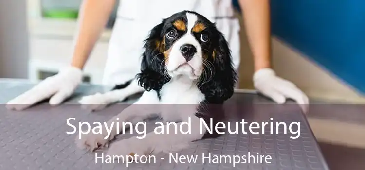 Spaying and Neutering Hampton - New Hampshire