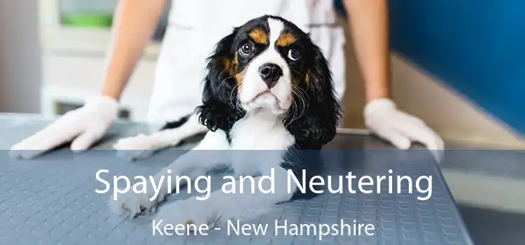 Spaying and Neutering Keene - New Hampshire