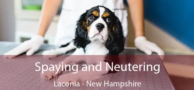 Spaying and Neutering Laconia - New Hampshire