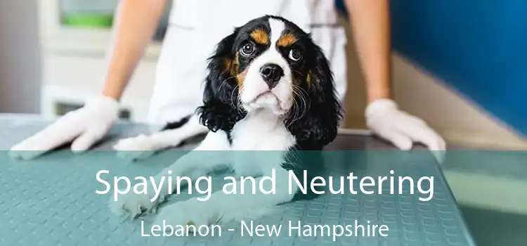 Spaying and Neutering Lebanon - New Hampshire