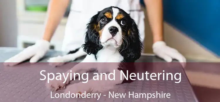 Spaying and Neutering Londonderry - New Hampshire